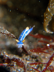 Hypselodoris festiva