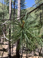 Pinus strobiformis