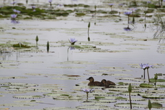 Thalassornis leuconotus