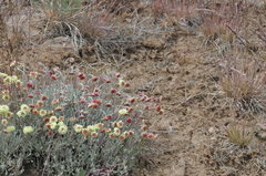 Eriogonum douglasii