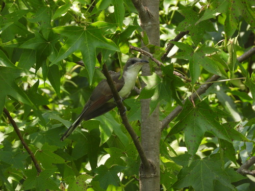 Yellow-billed Cuckoo observed by shepherdb