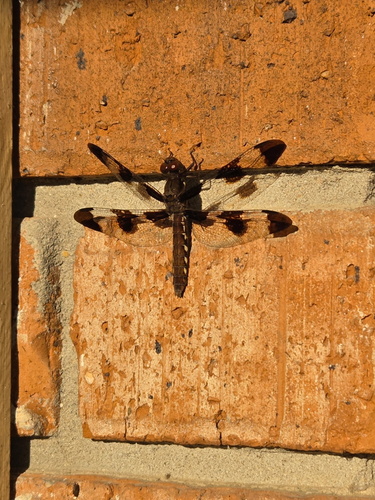 Common Whitetail