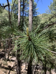 Pinus strobiformis