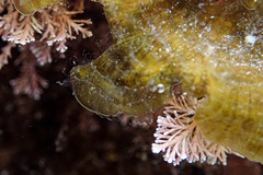 Lobophora variegata