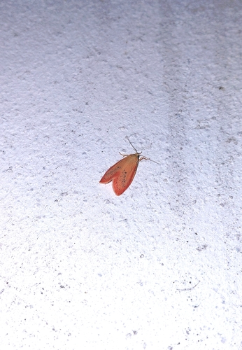 Rosy Footman