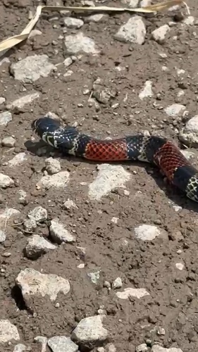 Double-banded Coral Snake Mimic