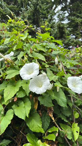 large bindweed