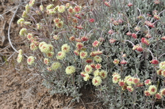 Eriogonum douglasii