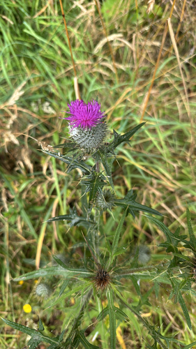 Bull Thistle