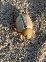 Pseudocotalpa giulianii