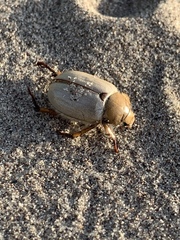 Pseudocotalpa giulianii