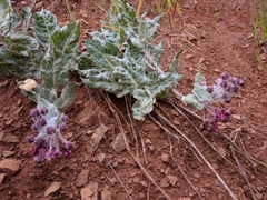 Asclepias californica