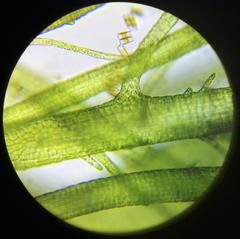 Compsopogon coeruleus