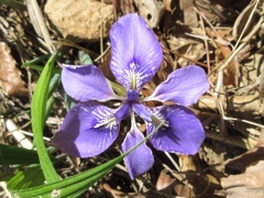 Iris rossii