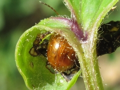 Argopus