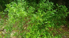 Zanthoxylum beecheyanum