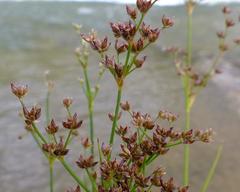 Juncus exsertus