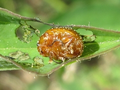 Argopus