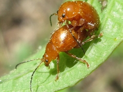 Argopus
