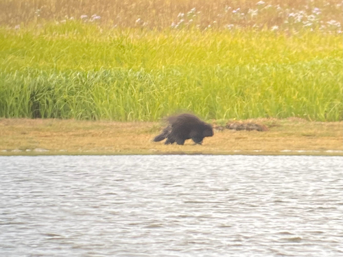 North American Porcupine