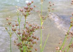 Juncus exsertus