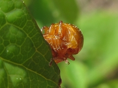 Argopus