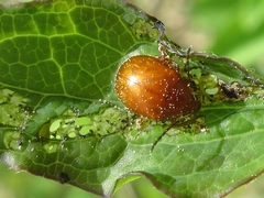 Argopus