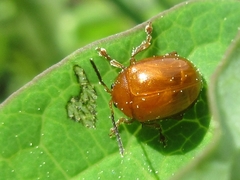 Argopus