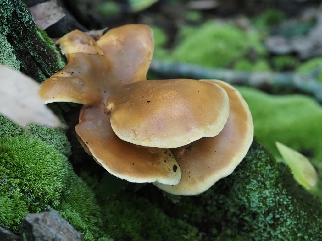 Velvet-footed Tap · August 2026 · photo: Photo: (c) Summit Metro Parks, some rights reserved (CC BY) · iNaturalist