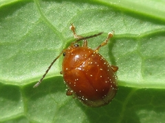Argopus
