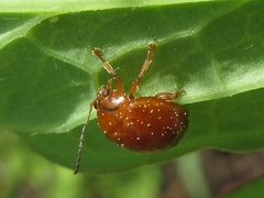Argopus