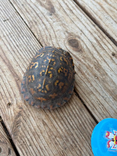 Eastern Box Turtle observed by scott_johnston3