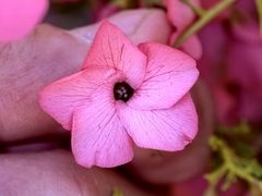Hermannia stricta