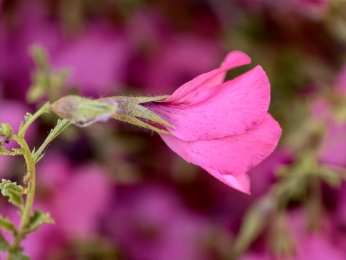 Hermannia stricta, photograph 1