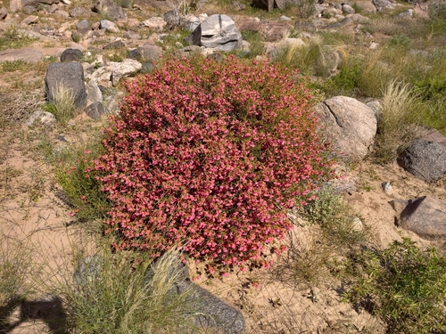 Hermannia stricta, photograph 2