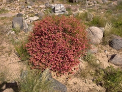 Hermannia stricta, photograph (c) Stefan Wolmarans, some rights reserved (CC BY)