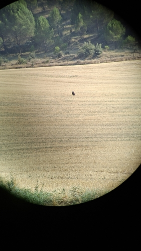 Cinereous Vulture