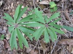 Syneilesis palmata