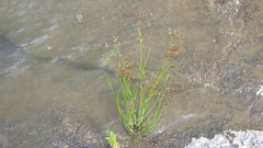 Juncus exsertus