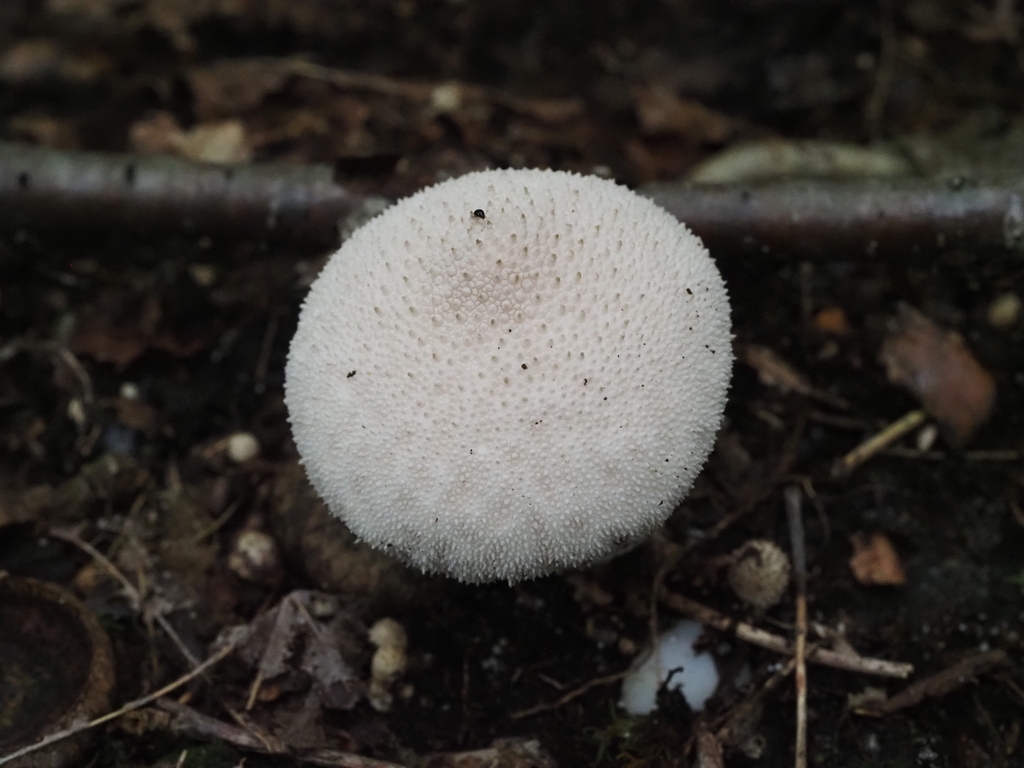 common puffball · August 2026 · photo: Photo: (c) Summit Metro Parks, some rights reserved (CC BY) · iNaturalist
