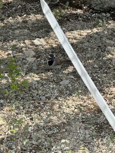 Black-throated Sparrow