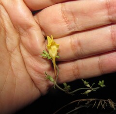 Linaria supina, photograph (c) zebedeugalinha, some rights reserved (CC BY)