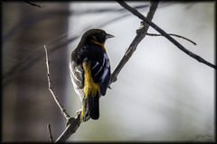 Icterus bullockii × galbula