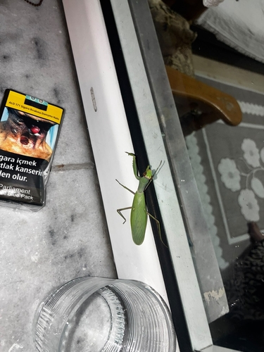Transcaucasian Giant Mantis