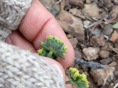 Lomatium macrocarpum