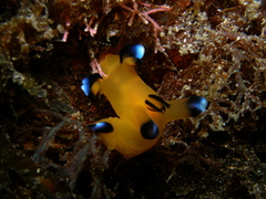 Thecacera pacifica image