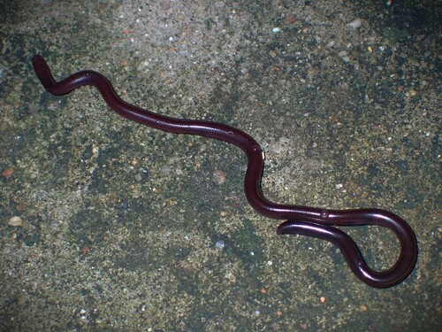 Brahminy Blindsnake