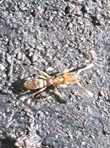 Hypoponera punctatissima observed 2026-08-12