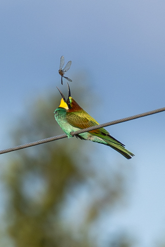 European Bee-eater