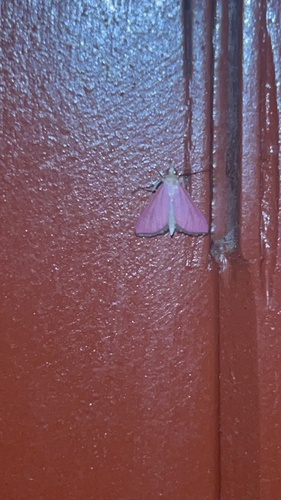 Pyrausta inornatalis